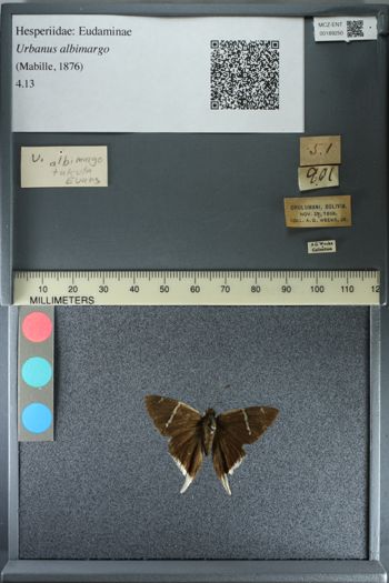 Media type: image;   Entomology 189250